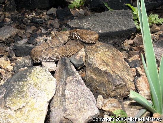 Arizona Ridge-nosed Rattlesnake (Crotalus willardi willardi)