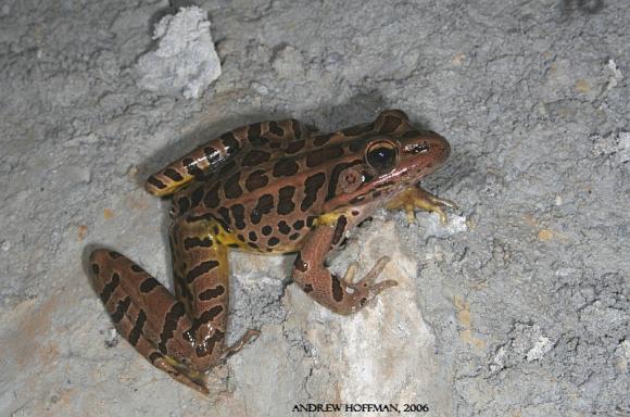 Pickerel Frog (Lithobates palustris)