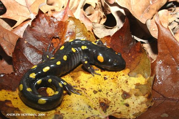 Spotted Salamander (Ambystoma maculatum)