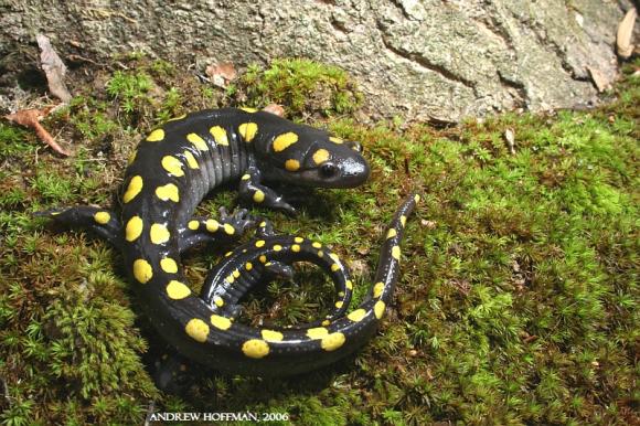 Spotted Salamander (Ambystoma maculatum)