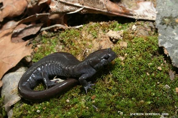 Small-mouthed Salamander (Ambystoma texanum)