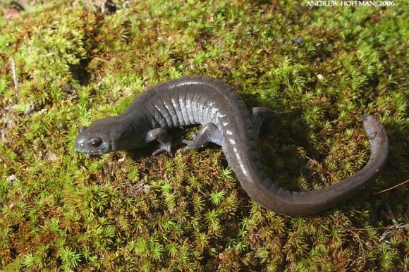 Small-mouthed Salamander (Ambystoma texanum)