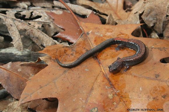 Eastern Red-backed Salamander (Plethodon cinereus)