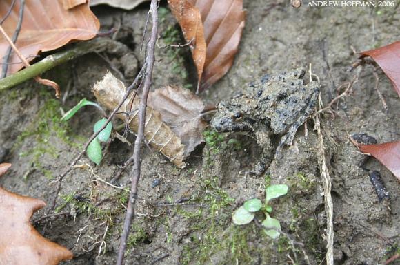 Blanchard's Cricket Frog (Acris crepitans blanchardi)