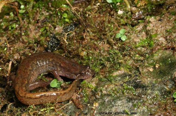 Northern Dusky Salamander (Desmognathus fuscus)