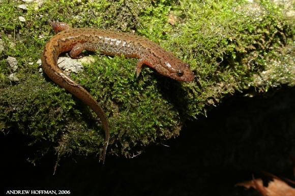 Northern Dusky Salamander (Desmognathus fuscus)