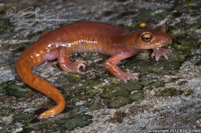 Limestone Salamander (Hydromantes brunus)