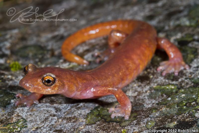 Limestone Salamander (Hydromantes brunus)