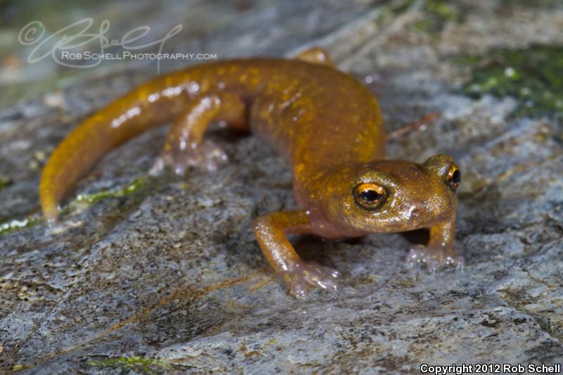 Limestone Salamander (Hydromantes brunus)