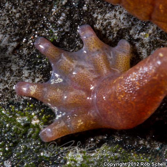 Limestone Salamander (Hydromantes brunus)