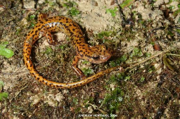 Cave Salamander (Eurycea lucifuga)