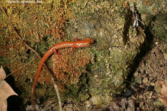 Cave Salamander (Eurycea lucifuga)