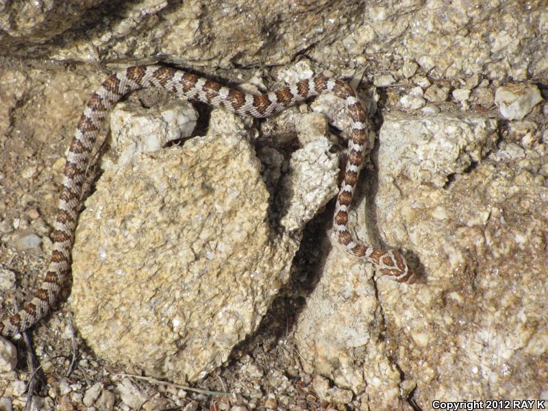 Western Lyresnake (Trimorphodon biscutatus biscutatus)