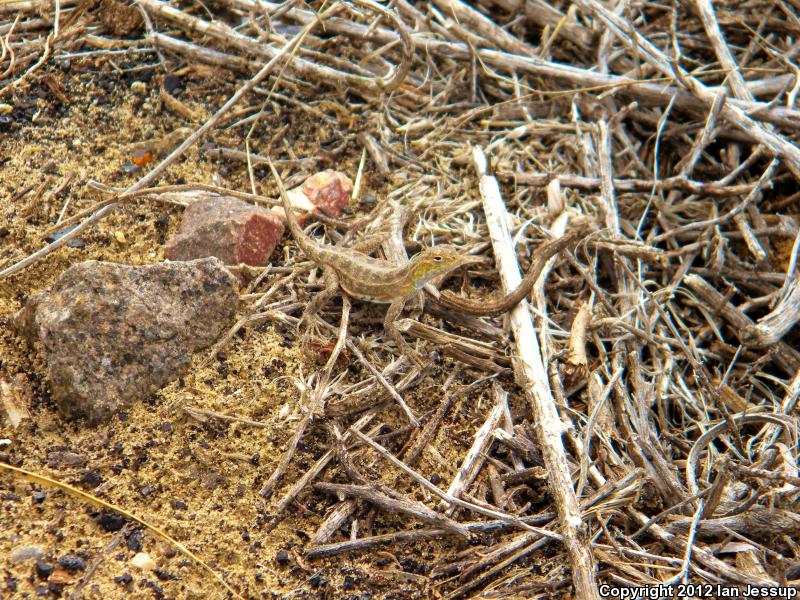 Speckled Earless Lizard (Holbrookia maculata approximans)