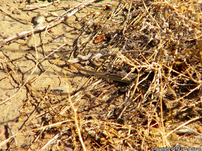 Colorado Checkered Whiptail (Aspidoscelis neotesselata)