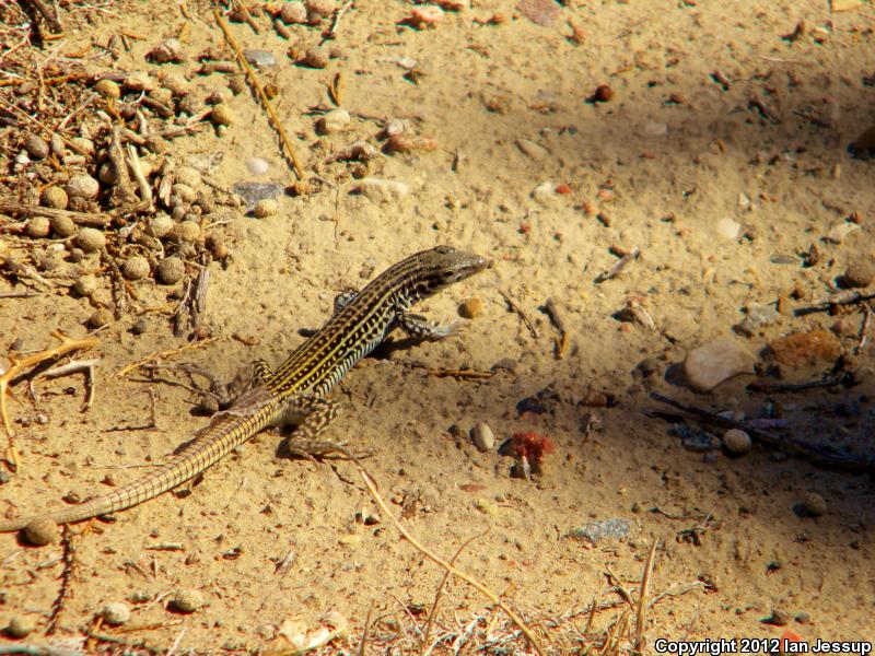 Colorado Checkered Whiptail (Aspidoscelis neotesselata)