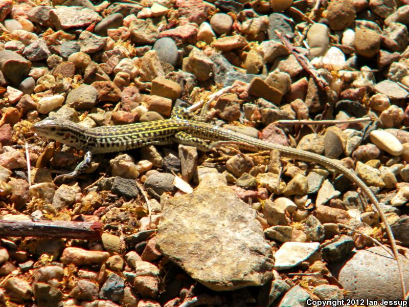 Colorado Checkered Whiptail (Aspidoscelis neotesselata)