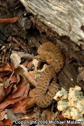 Arizona Ridge-nosed Rattlesnake (Crotalus willardi willardi)