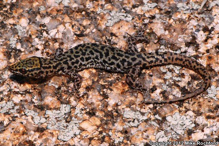 Bezy's Night Lizard (Xantusia bezyi)