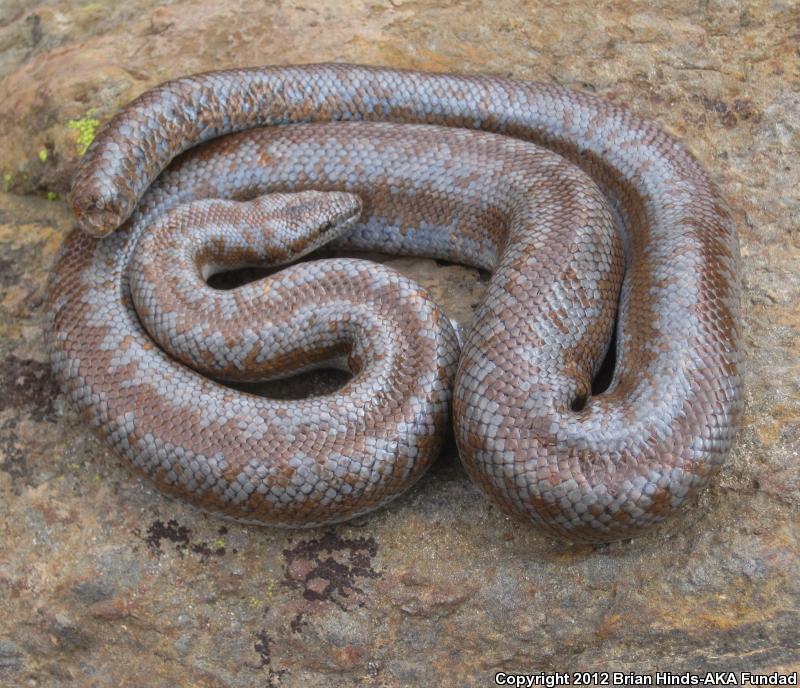 Coastal Rosy Boa (Lichanura trivirgata roseofusca)