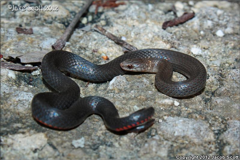 Key Ring-necked Snake (Diadophis punctatus acricus)
