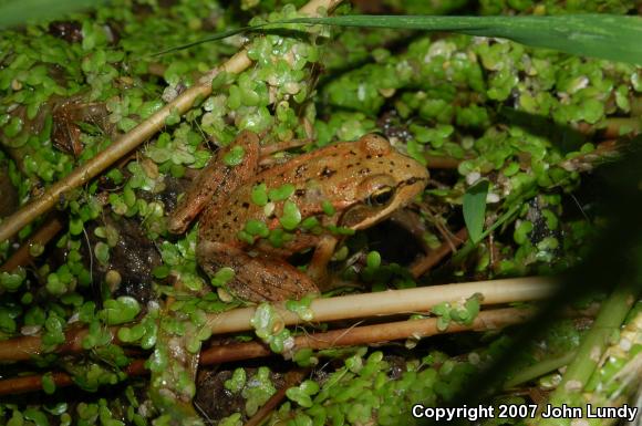 Northern Red-legged Frog (Rana aurora)