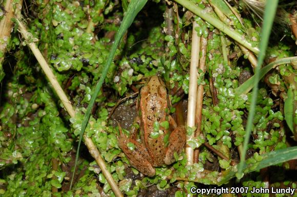 Northern Red-legged Frog (Rana aurora)