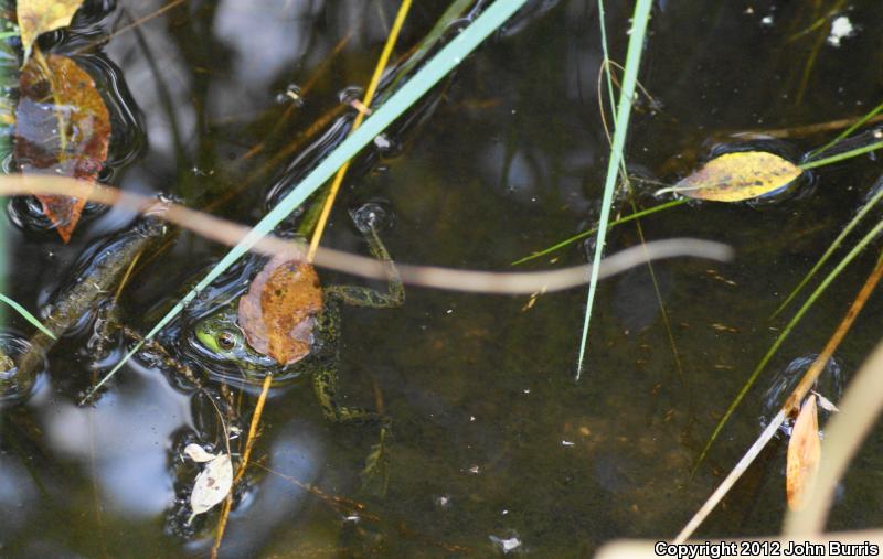 Mink Frog (Lithobates septentrionalis)