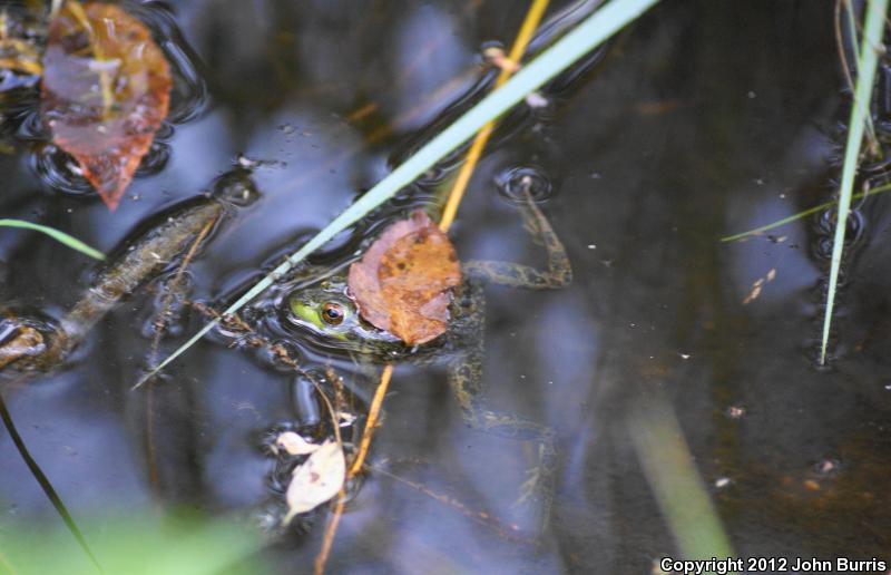 Mink Frog (Lithobates septentrionalis)