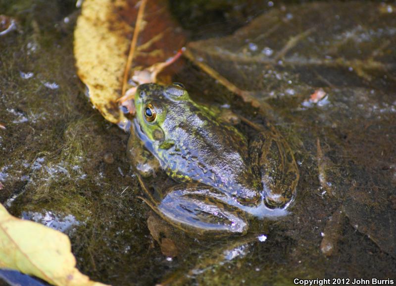 Mink Frog (Lithobates septentrionalis)