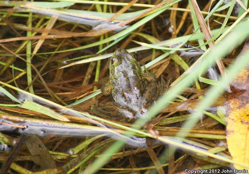 Mink Frog (Lithobates septentrionalis)