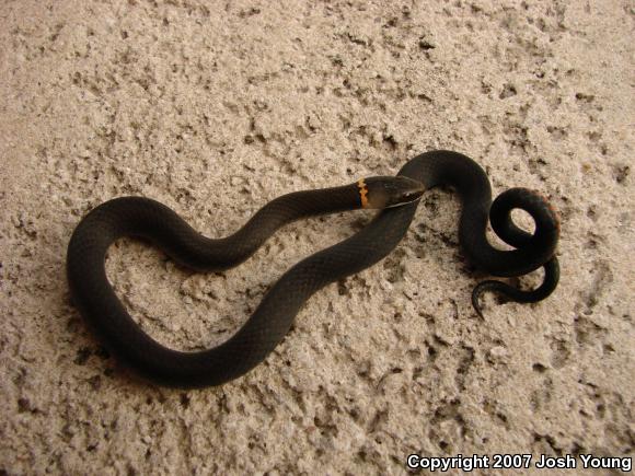 Southern Ring-necked Snake (Diadophis punctatus punctatus)