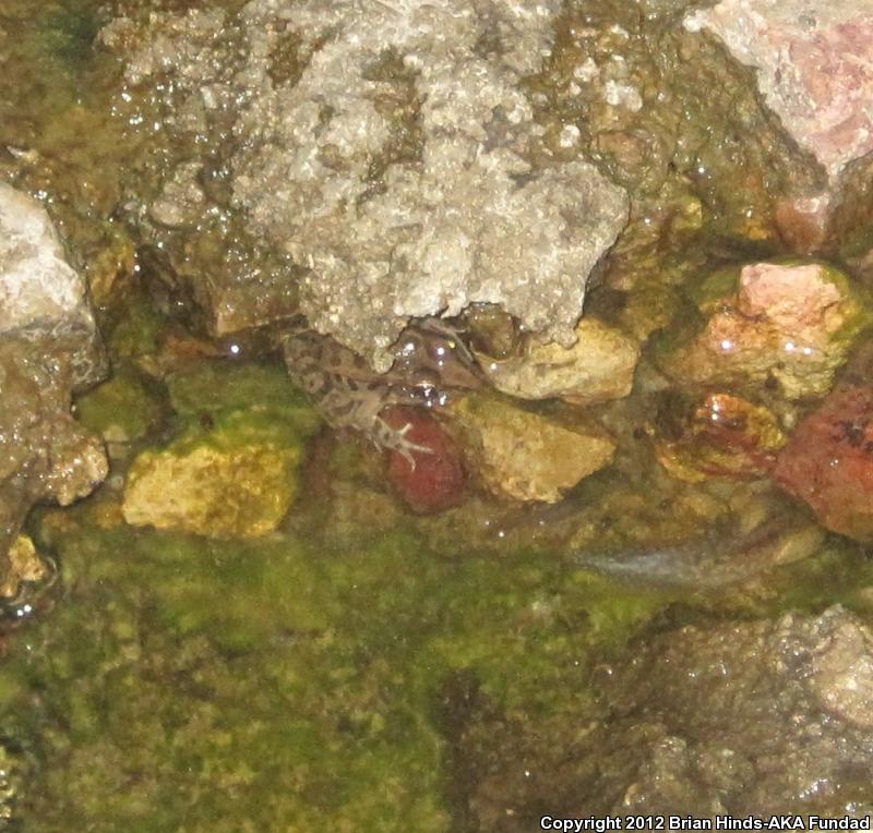 Rio Grande Leopard Frog (Lithobates berlandieri)
