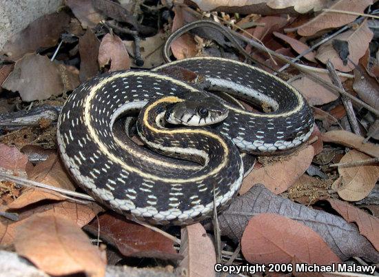 Western Black-necked Gartersnake (Thamnophis cyrtopsis cyrtopsis)