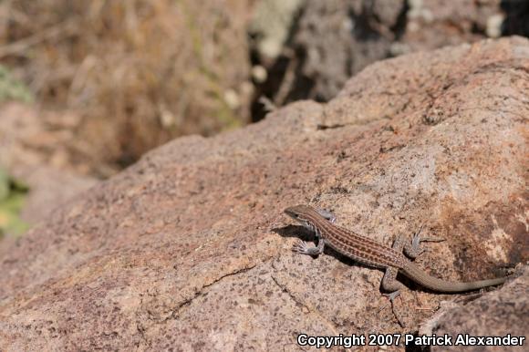 Chihuahuan Spotted Whiptail (Aspidoscelis exsanguis)