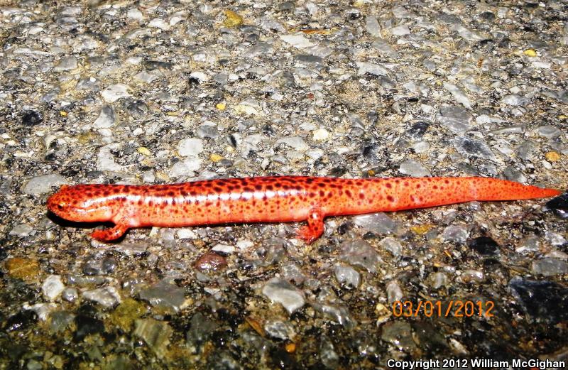 Blue Ridge Red Salamander (Pseudotriton ruber nitidus)