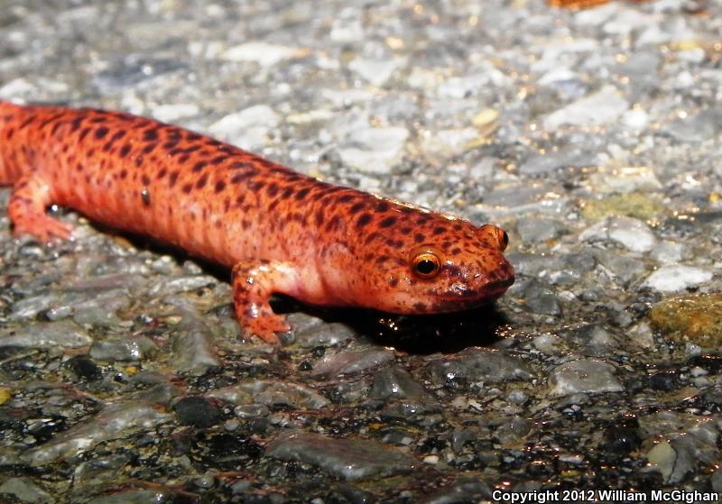 Blue Ridge Red Salamander (Pseudotriton ruber nitidus)