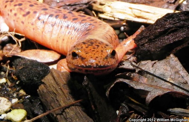 Blue Ridge Red Salamander (Pseudotriton ruber nitidus)