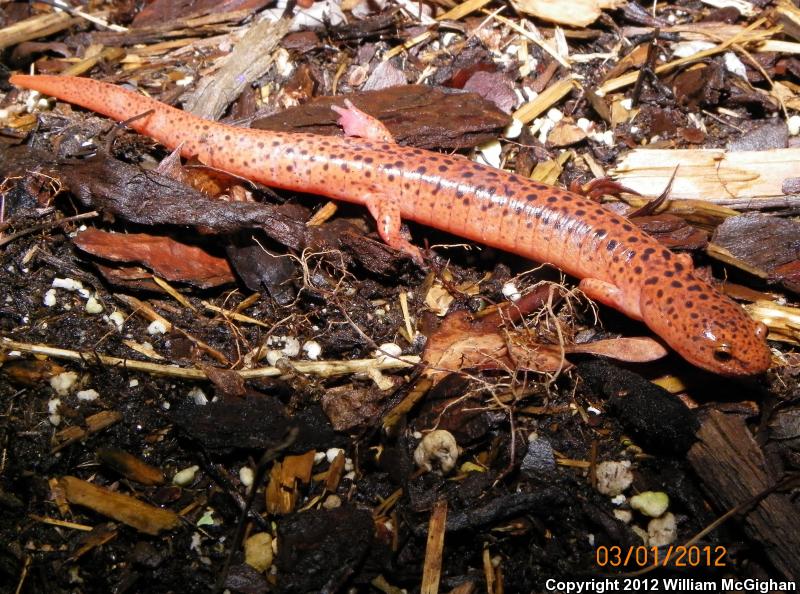 Blue Ridge Red Salamander (Pseudotriton ruber nitidus)