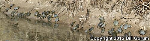 Big Bend Slider (Trachemys gaigeae gaigeae)