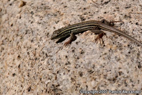 Chihuahuan Spotted Whiptail (Aspidoscelis exsanguis)