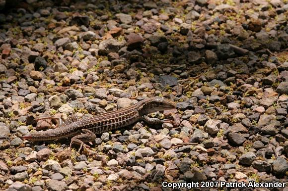 Chihuahuan Spotted Whiptail (Aspidoscelis exsanguis)