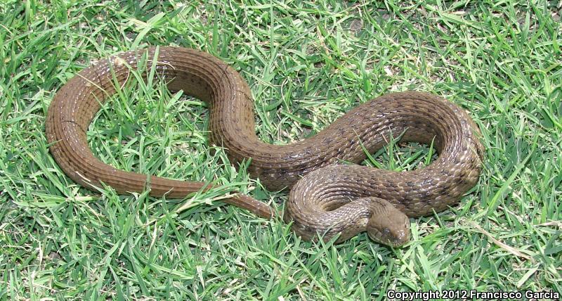 Pacific Gartersnake (Thamnophis validus validus)