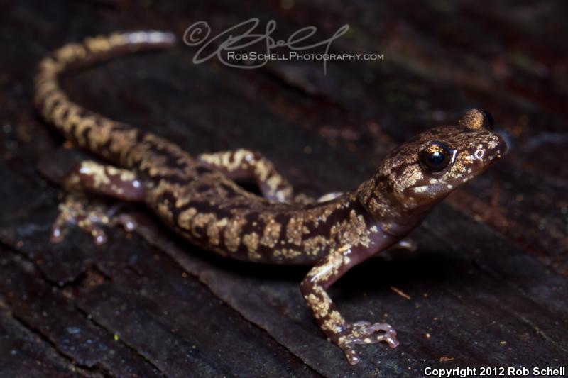 Wandering Salamander (Aneides vagrans)