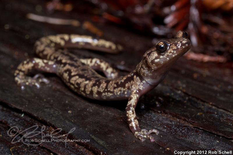 Wandering Salamander (Aneides vagrans)