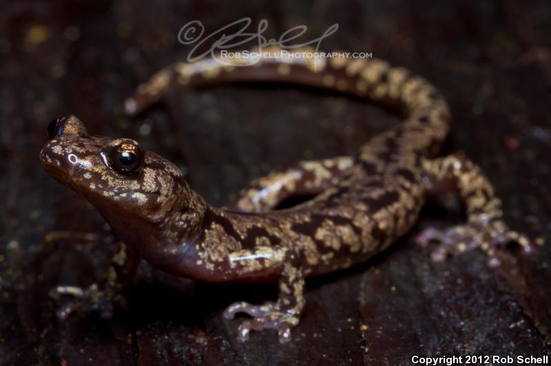 Wandering Salamander (Aneides vagrans)