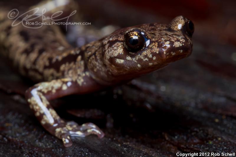 Wandering Salamander (Aneides vagrans)