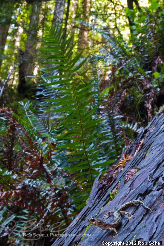 Wandering Salamander (Aneides vagrans)