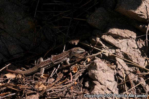 Chihuahuan Spotted Whiptail (Aspidoscelis exsanguis)