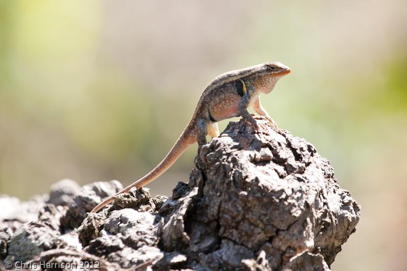 Texas Rose-bellied Lizard (Sceloporus variabilis marmoratus)